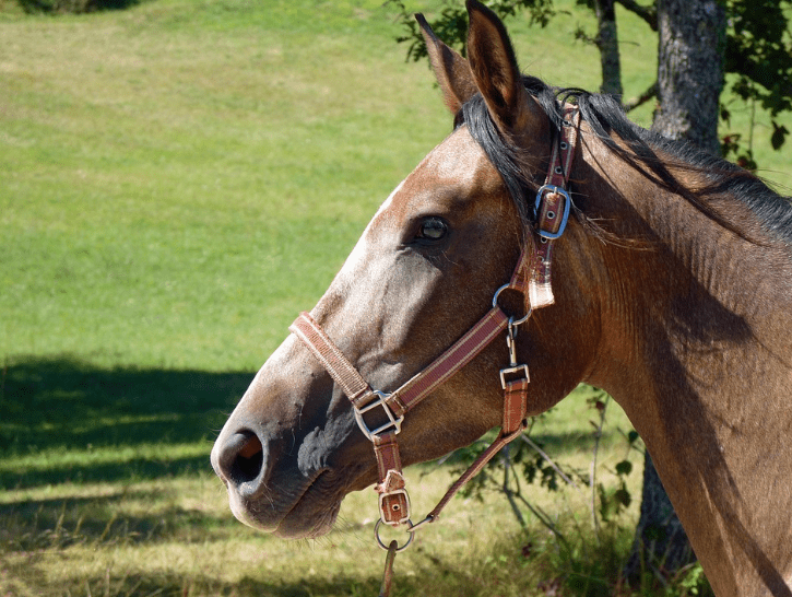 How to Clean and Protect Leather Halters - Pecard Leather Care Company