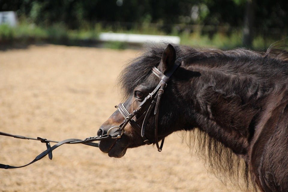 How to Maintain Leather Reins for Long-Term Use - Pecard Leather Care Company