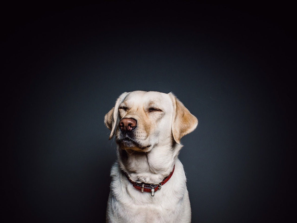 How to Protect Leather Dog Collars from Everyday Wear - Pecard Leather Care Company