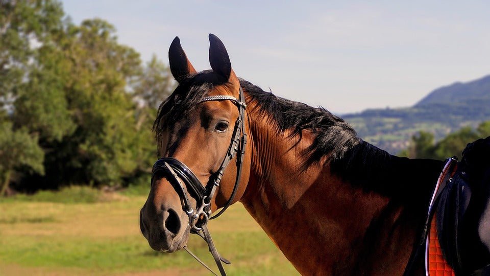 How to Protect Leather Tack from Sweat and Dirt - Pecard Leather Care Company